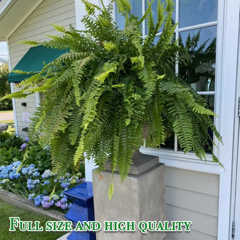 Last Day 75% OFF🔥 Artificial Boston Fern 🌳 UV Resistant, Lifelike Greenery 🌴