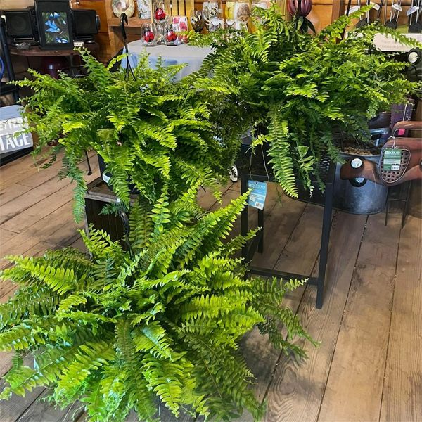 Last Day 75% OFF🔥 Artificial Boston Fern 🌳 UV Resistant, Lifelike Greenery 🌴